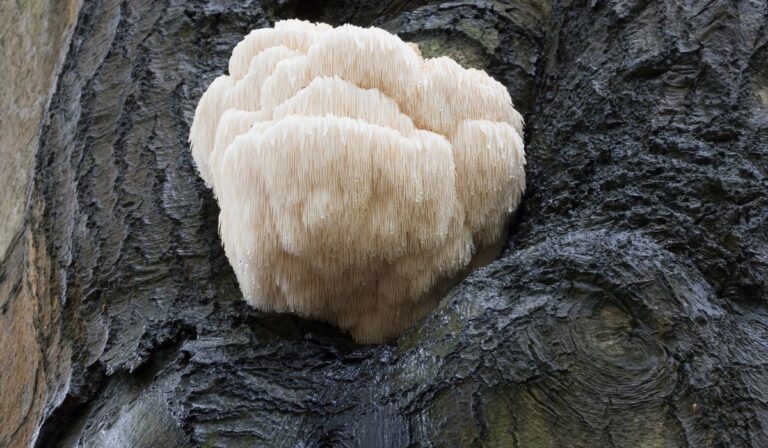 9 Health Benefits of Lion’s Mane Mushroom