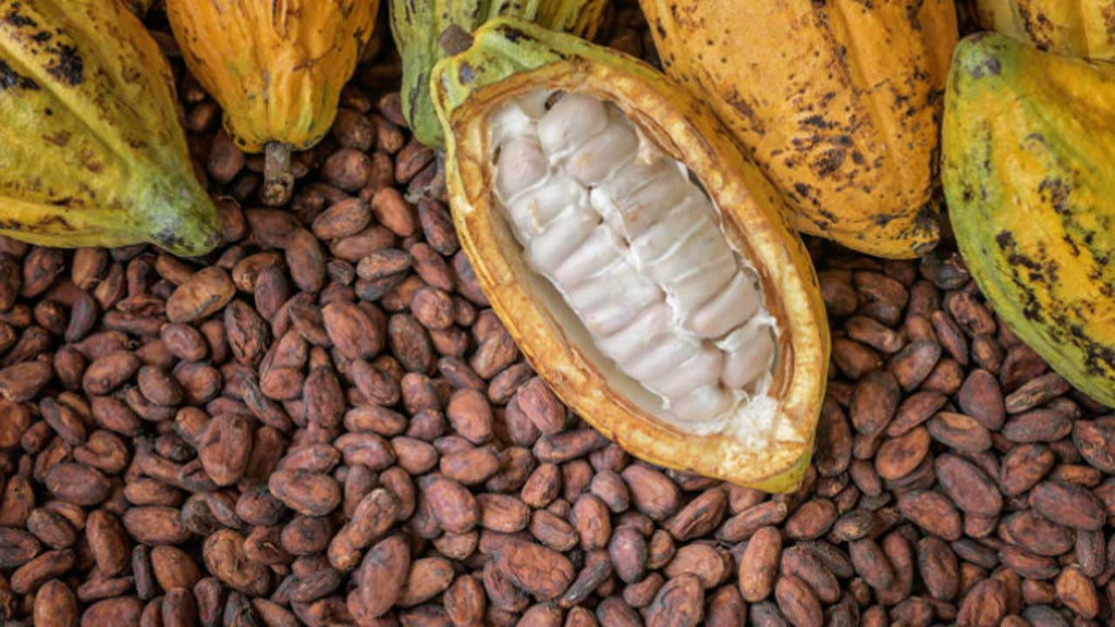 Cocoa and Chocolate in Human Health and Disease