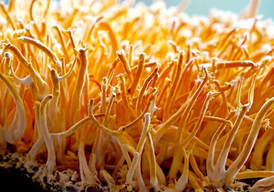 6 benefits to taking Cordyceps