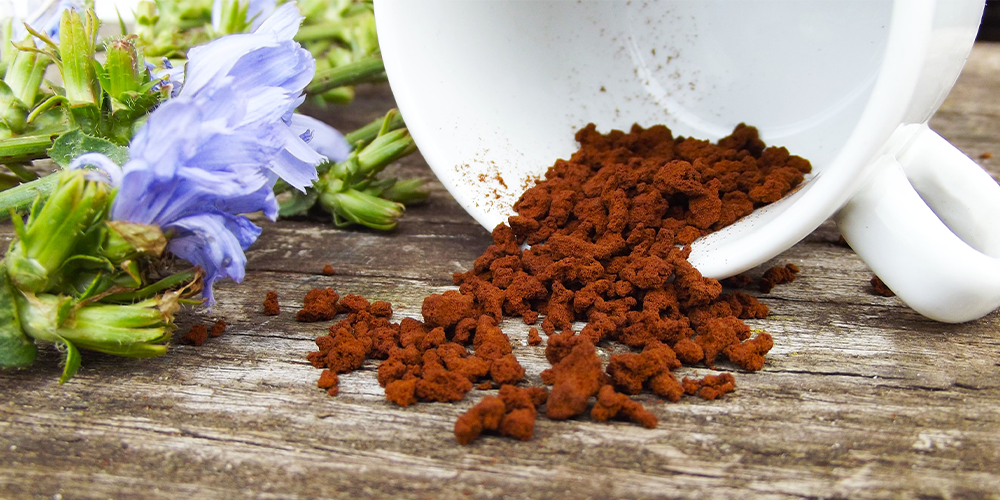 Medicinal Chicory Root Uses to Know