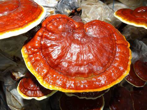 Benefits of Reishi Mushroom